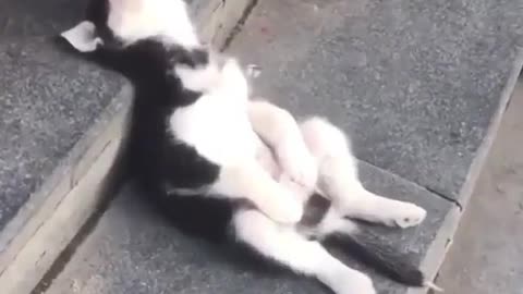Husky dog ​​barking in a wonderful and funny way