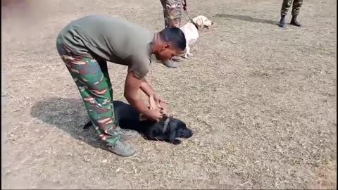 Dog training army special trainning