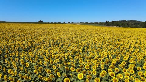 sunflowers-bees-field-bloom-summer