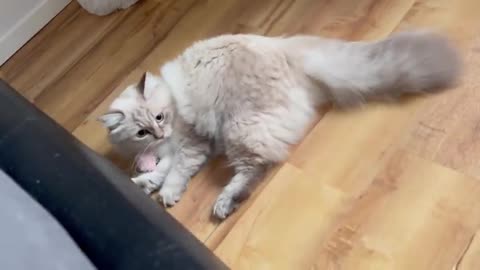 Cat funny video 🐈 gameing cat 🐈 so beautiful cat