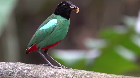 Discover the Most Enchanting Birds in the World! 🐦