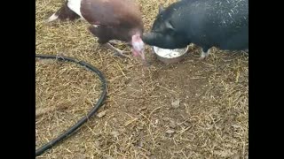SNAPPIN' GRANNIES - SIA THE POTBELLY PIG & OL' PECKER