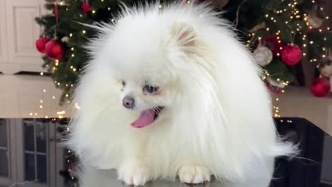 cute dog sitting near christmas tree