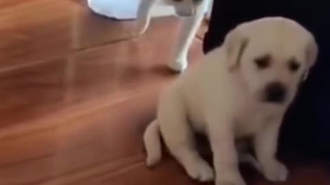 Cat Scares Dog Funny Video