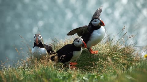 Atlantic puffin or common puffin or Fratercula arctica in breeding plumage on cliff top in spring