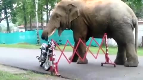 Elephant eats helmet in Guwahati ||| #elephant || Viral |||