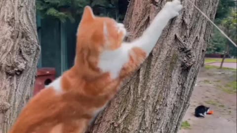 Beautiful cat fun on the tree