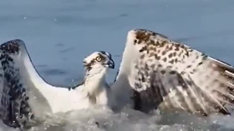 Eagle Catching Fish