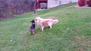 German Shepherd Puppy Chases Down Golden Retriever and Chews on His Branch