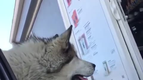 cute husky orders his own food