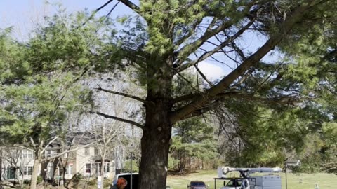 United Tree Care LLC | 571-762-9351