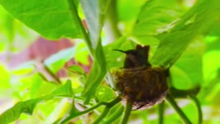A Tiny Hummingbird Nest