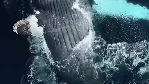 Humpback whales are beyond special 😍