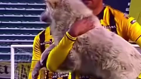 animals movements in football😍🤩
