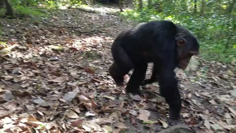 Chimpanzees mating in the wild - a quickie