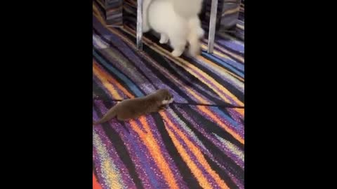 Funny dog and cat video🤣🤣🤣/best funny video