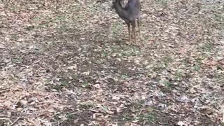 Rescued deer learning how to get around on her hurt front leg.