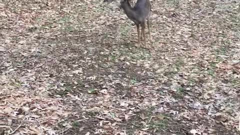 Rescued deer learning how to get around on her hurt front leg.