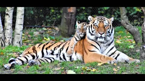 Why Are Tigers So Strong