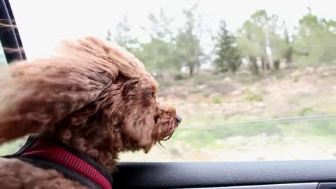Cute dog looking out the car window