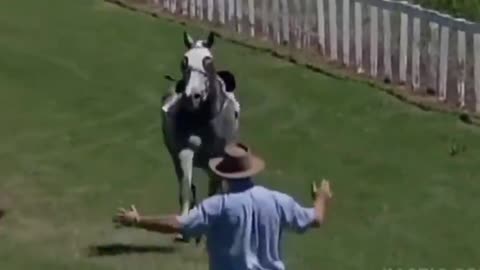 Tex and Kotex try to stop a stampeding horse. This would be how not to do it.