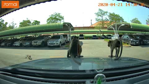 Monkey's Get Busy on Car Hood