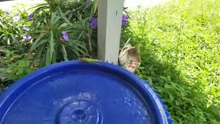 Wasp Tries to Carry Large Grasshopper