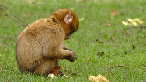 wild monkey eating bread