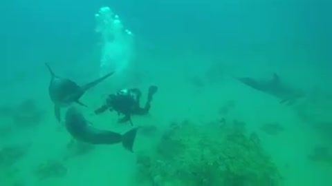 Dolphins swimming in the Red Sea, Eilat Israel 2