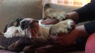 Bulldog puppy enjoys his massage