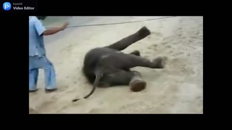 Baby elephant enjoy sand bathing in seaside.mp4