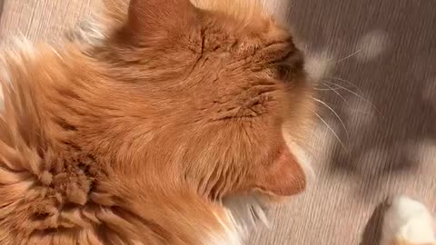 A cat in the sun.