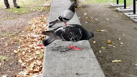 Do Pigeons Like Music Yes or No?