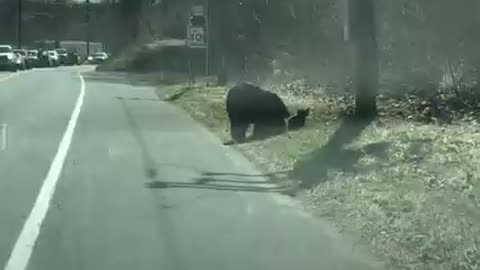 Bear attack