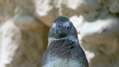 gull-bird-black-headed-gull