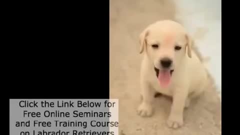 labrador retriever obedience training with step by step