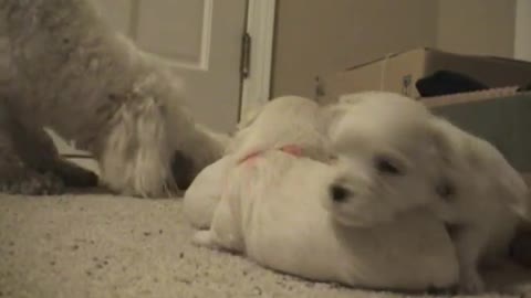 CUTE PUPPIES 2 Weeks Old Twitching and Eating Solid Food #Trending