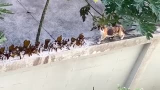 Stray Cat Easily Navigates Protected Wall