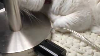 Lamp Licking Kitty Puts on Light Show