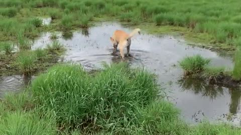 Pup_can't_resist_rolling_around_in_the_mud
