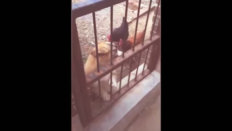 Cute Dog Fight | The dog was thinking that he...