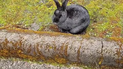 Rabbit grooming politics