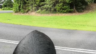 Cassowary Comes in Close