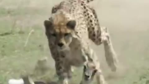 cheetah speed