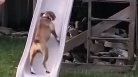 Dog playing slide for the first time while visiting playground for the first time!! FUNNY VIDEO