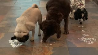 Underhand tactics make pug a whipped cream fiend