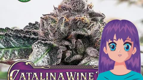 Catalina Wine Mixer – Greenpoint Seeds