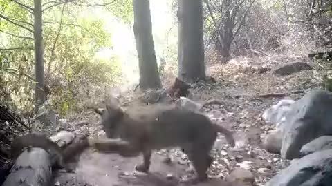 Lynx fights one of the most dangerous snakes in the world