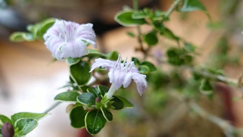 Timelapse of a Serissa Flower Opening