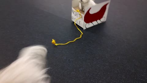 Dog In Training Drags Another Dog In A Box Around A Room
